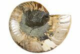 Cut & Polished Ammonite Fossil (Half) - Madagascar #345991-1